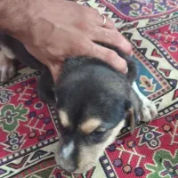 سگ گمشده