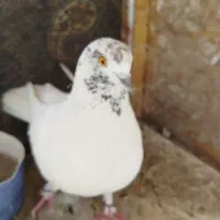 کفتر