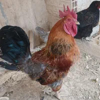 فروش خروس و مرغ تخم گذارمحلی