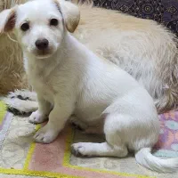 سگ پشمالو