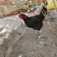 مرغ تخمگذار