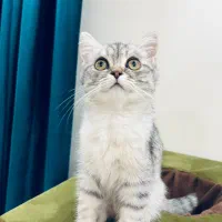گربه ماده