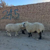 بره نر چاق ۲عدد