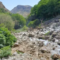 فروش بره