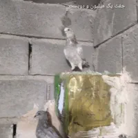 کبوتر|پرنده|میناب, |دیوار