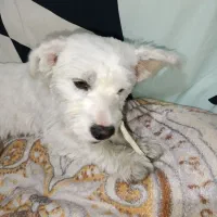 حیوان خانگی