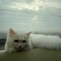 گربه