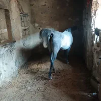 اسب