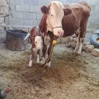 گاو و گوساله سیمینتال اصل فروش فوری