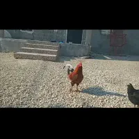 مرغ خروس سلطان