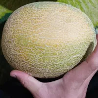 طالبی خربزه شمام ملون کریر