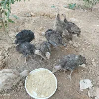 جوجه بوقلمون 3ماهه