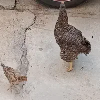 مرغ و جوجه