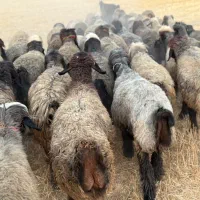 میش بختیاری