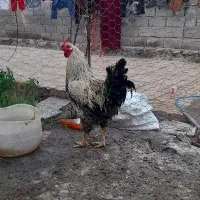 خروس