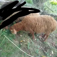 گوسفند بره نر