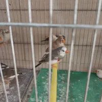 فنچ