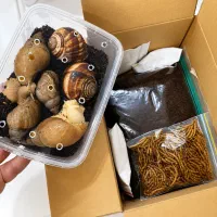 فروش حلزون آلبینو و اسکارگوخاک مخصوص مکمل تقویتی