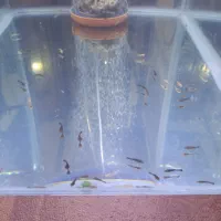 بچه لجن خوار پوزه بوته ای