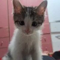 گربه dsh