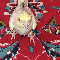 عروس هلندی مرواریدی