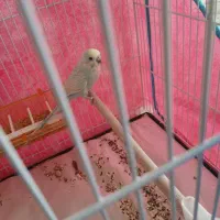 مرغ عشق نربالغ