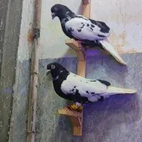 جفت‌نرماده‌ابلغ‌دم‌سفید