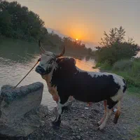 ورزا چالوسی