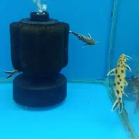 کت پتریکولا موجود در فروشگاه فیش سیتی