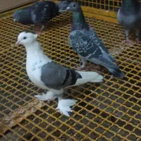 پاپر نرو ماده
