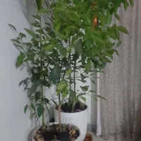 داوطلبانه