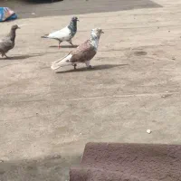 کفتر|پرنده|گلبهار, شهر جدید گلبهار|دیوار