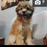 سگ  ،یدونه پاکوتاه دارم برای فروش