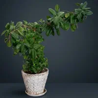 فروش درخت فیکوس کهنسال + پتوس رونده