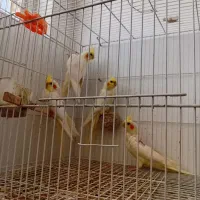 ۲ تا جوجه لوتینو جفتشو بخواین تخفیف خوب میدم