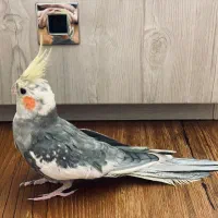 دو عدد سرخپوستی