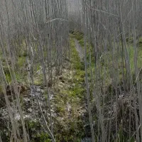 فروش قلمه کبوده سه ساله