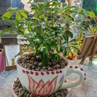تاج گل، سبد گل،دسته گل،باکس گل،گلفروشی