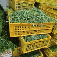 سبزی پاک شده وشسته شده