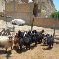 بز کهره دار