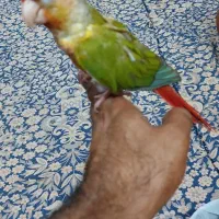 طوطی گرینچیک سخنگو