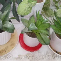 گل طبیعی سانسوریا ی پا کوتاه