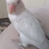 کوتوله چشم شرابی