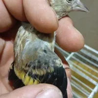 سهره نر عطیقه