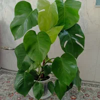 گل انجیری