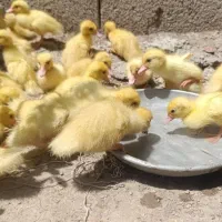 جوجه اردک خارجی سفید