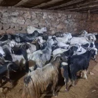 کل بز|حیوانات مزرعه|سمنان, |دیوار