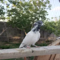 کبوتر|پرنده|میلاجرد, |دیوار
