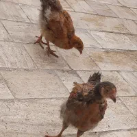 ۲تا جوجه دوماه یکی خروس یکی مرغ فروشی