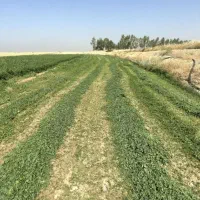 یونجه چین سوم